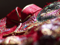 傳統裙褂潮褂租賃服務